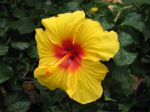 Hibiscus, Rose de Chine, Hibiscus x rosa sinensis, Fille des iles Hibiscus, Rose de Chine, Hibiscus x rosa sinensis, Fille des iles