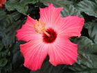 Hibiscus, Rose de Chine, Rose de Cayenne, Fille des îles, Hibiscus rosa-sinensis