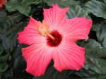 Hibiscus, Rose de Chine, Hibiscus x rosa sinensis, Fille des iles Hibiscus, Rose de Chine, Hibiscus x rosa sinensis, Fille des iles