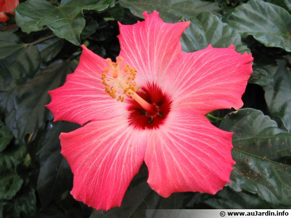 Comment refaire fleurir vos hibiscus