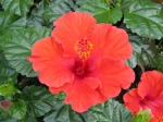 Hibiscus, Rose de Chine, Hibiscus x rosa sinensis, Fille des iles