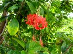 Hibiscus schizopetalus, Lanterne japonaise Hibiscus schizopetalus, Lanterne japonaise