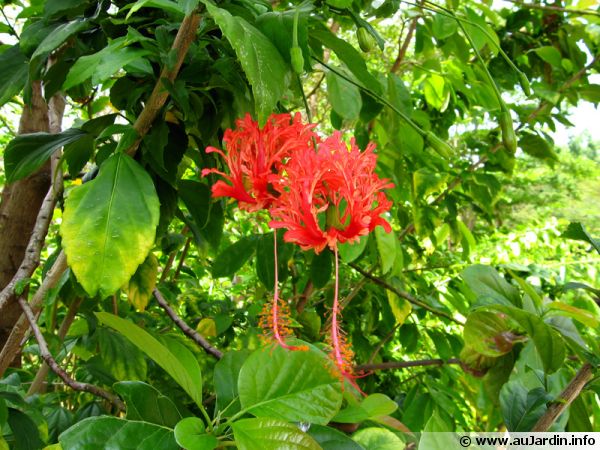 Lanterne japonaise, Hibiscus schizopetalus : planter, cultiver, multiplier