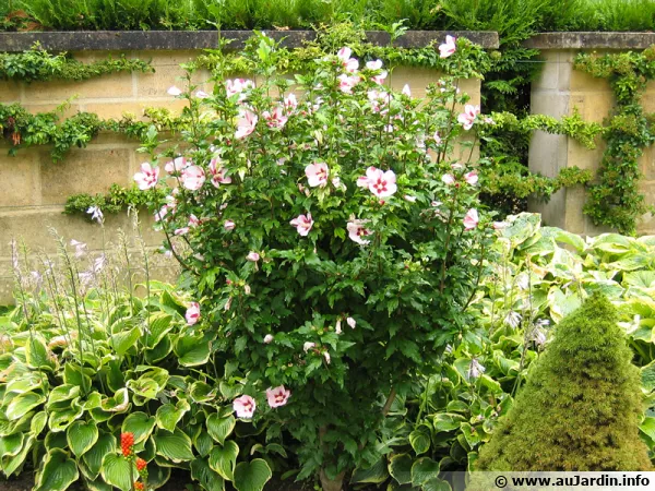 Hibiscus syriacus, un hibiscus arbustif très rustique