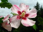 Fleur d'althéa blanc-rose Fleur d'althéa blanc-rose