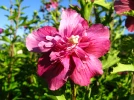 Alth�a, Ketmie, Mauve en arbre, Hibiscus syriacus