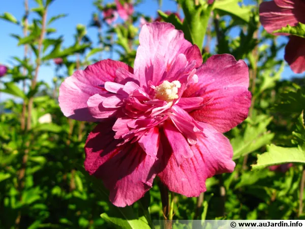 Des arbustes fleuris au balcon