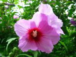 Fleur d'althéa mauve Fleur d'althéa mauve