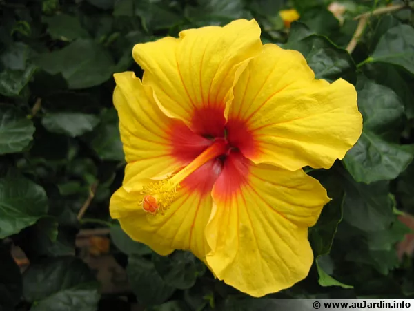 Une rose de Chine aux fleurs jaunes