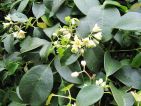 Holboellia
