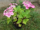Comment planter un hortensia?