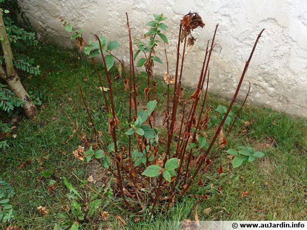 Un hortensia mal en point après un mois de sécheresse