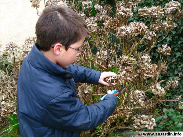 Comment tailler un hortensia ?