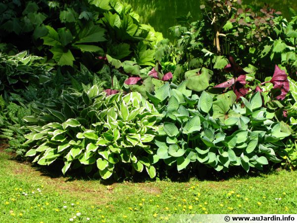 Les petits hostas