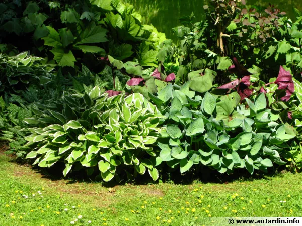 Les petits hostas