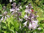 Fleurs d'hosta