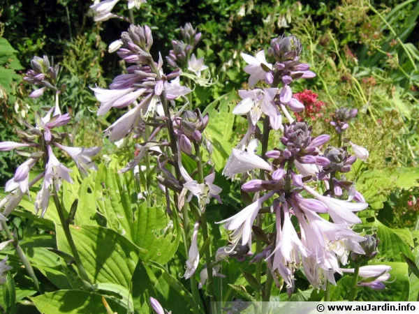 Fleurs d'hosta