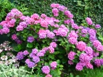Hortensia