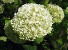 Hydrang�e arborescent, Hortensia de Virginie, Hydrangea arborescens