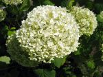 Hydrangée arborescent, Hydrangea arborescens
