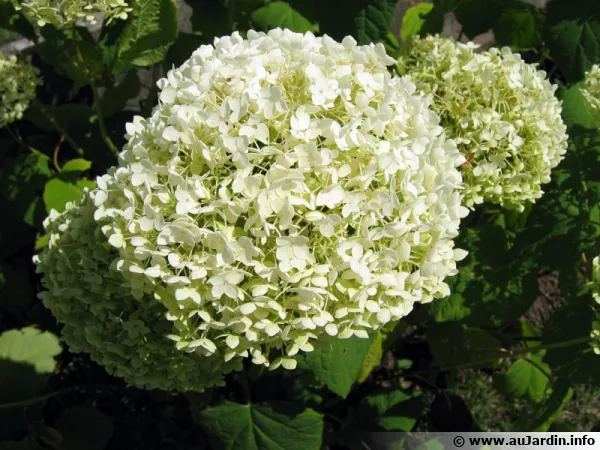 Hydrangée arborescent, Hydrangea arborescens