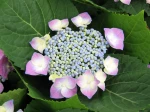 Fleur d'hortensia