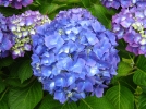Un hortensia  fleurs bien bleues