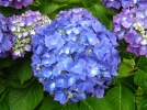 Un hortensia � fleurs bien bleues