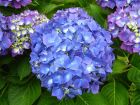 Un hortensia à fleurs bien bleues