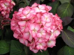 Hydrangea macrophylla 'Mirai'