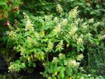 Hydrangea paniculata 'Floribunda' Hydrangea paniculata 'Floribunda'