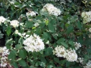 Hortensia panicul�, portrait de famille
