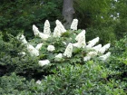 Hortensia  feuilles de chne, Hydrangea quercifolia