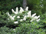Hortensia � feuilles de ch�ne, Hydrangea quercifolia
