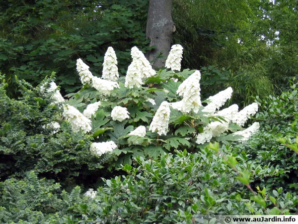 Hortensia  feuilles de chne, Hydrangea quercifolia