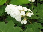 Fleur de Hydrangea quercifolia