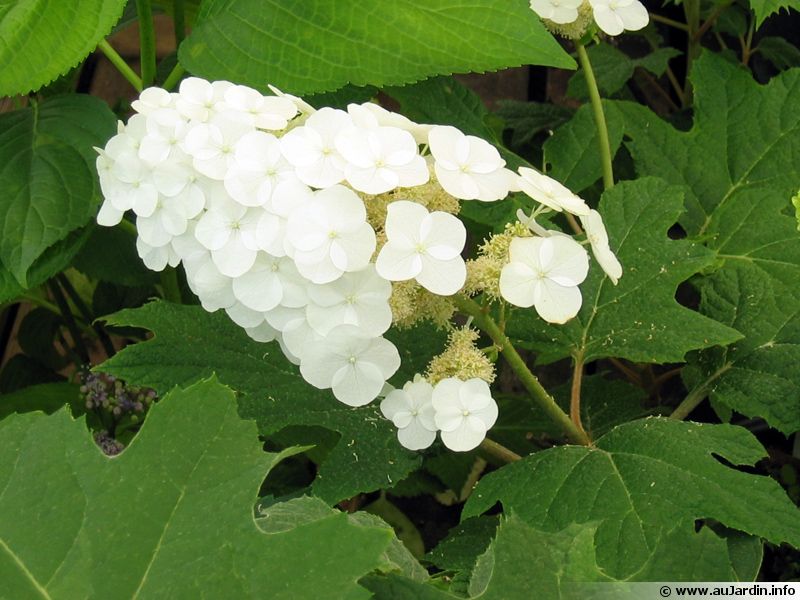Hortensia à feuilles de chêne, Hydrangea quercifolia planter, cultiver, multiplier