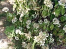 Au jardin aprs la scheresse