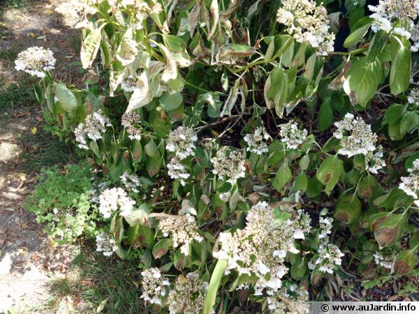 Un hydrangea ayant souffert de sécheresse