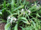 Ismne, Lis araigne, Jonquille des mers, Jonquille pruvienne, Hymenocallis x festali