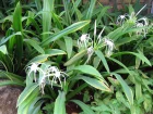 Ismne, Lis araigne, Jonquille des mers, Jonquille pruvienne, Hymenocallis x festali