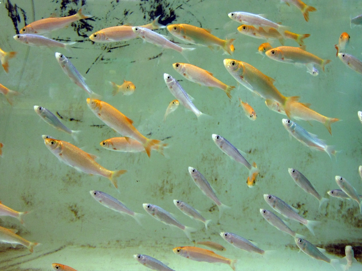 ides melanotes L'Ide Melanote, un poisson peu connu