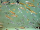 L'Ide Melanote, un poisson peu connu