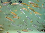 L'Ide Melanote, un poisson peu connu