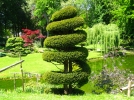 L'if au jardin