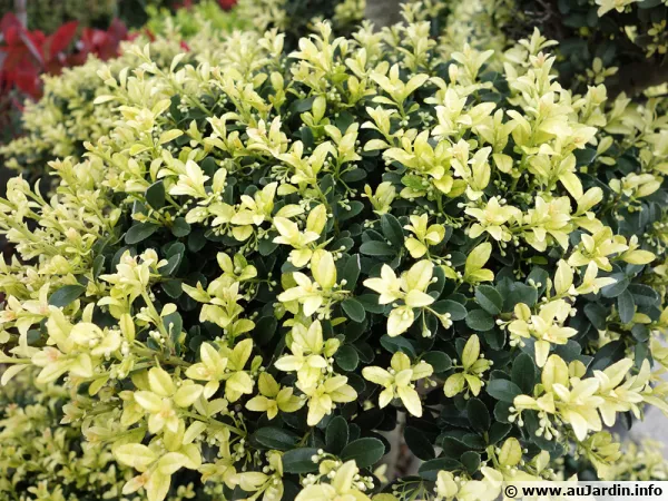 Houx crénelé, Ilex crenata