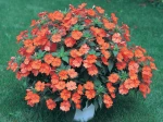 Impatiens SunPatiens� orange