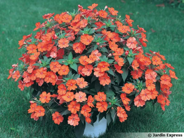 Impatiens SunPatiens orange