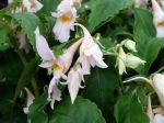 Impatiens qingchanganica 'Emei Dawn'