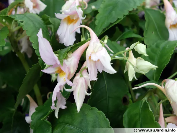 Impatiens qingchanganica 'Emei Dawn'
